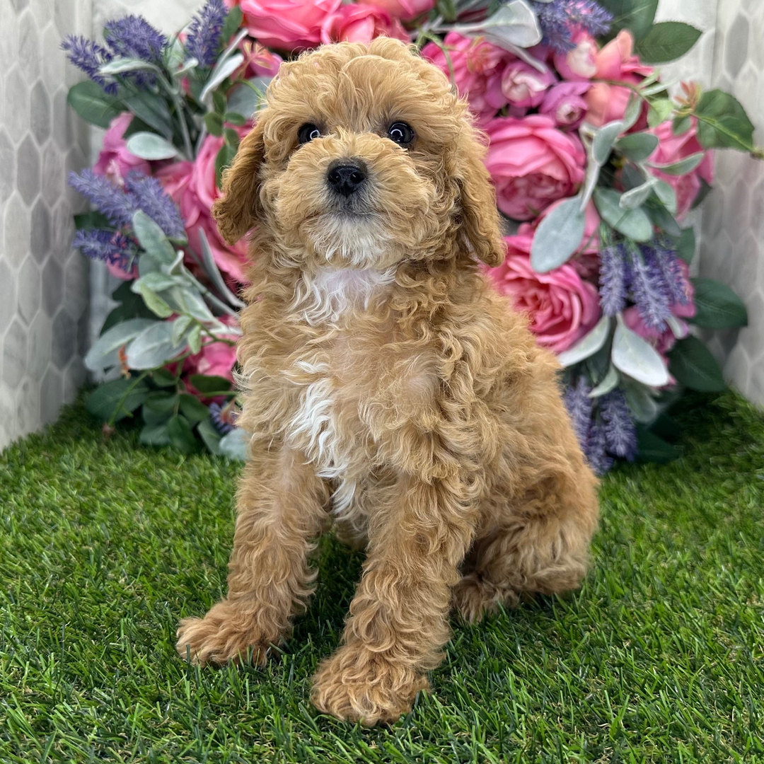 Cachorro de Caniche — CASHEW — disponible en España