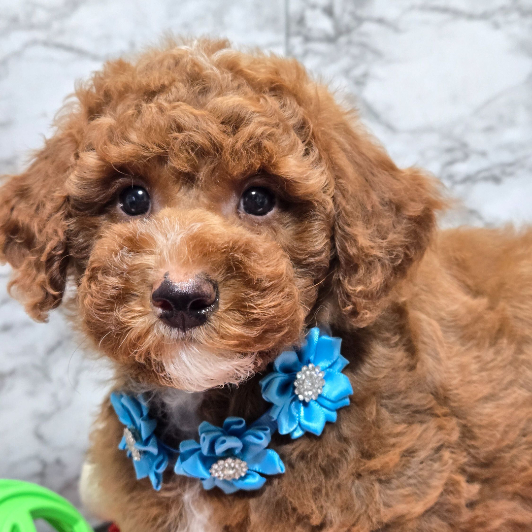 Cachorro de Caniche — DAHLIA — disponible en España