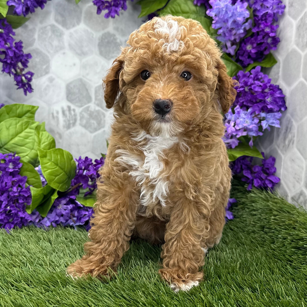 Cachorro de Caniche — ELTON — disponible en España