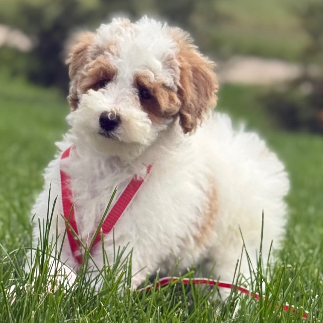 Cachorro de Caniche — HAN — disponible en España