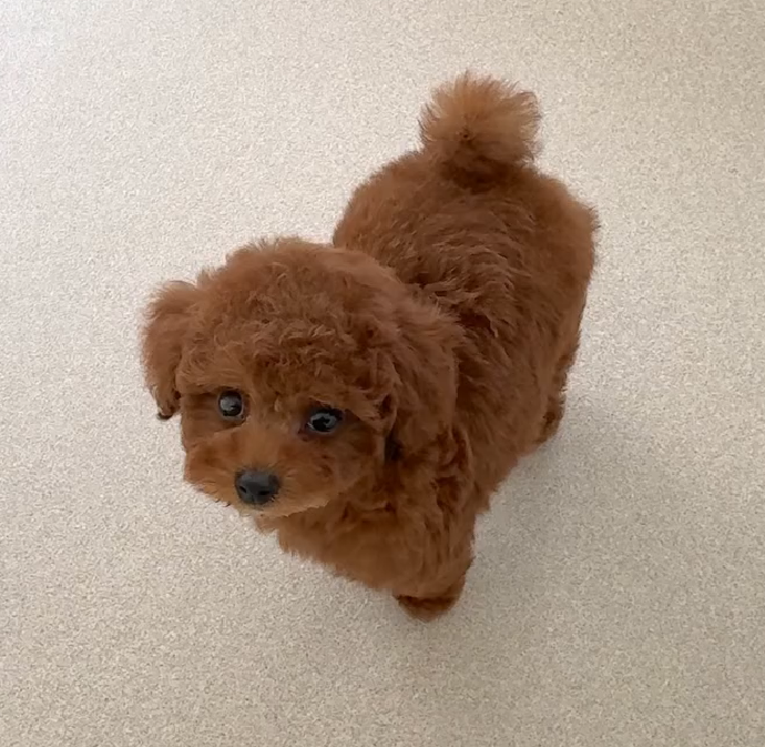 Cachorro de Caniche — JOVI — disponible en España