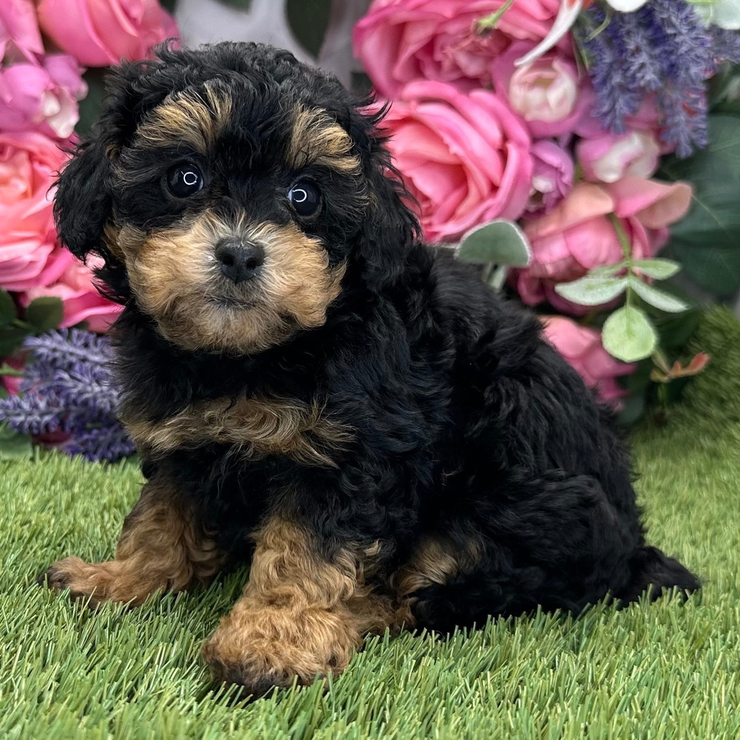 Cachorro de Caniche — LOLA — disponible en España