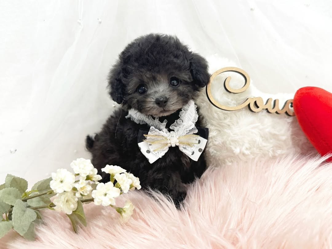 Cachorro de Caniche — MAX — disponible en España