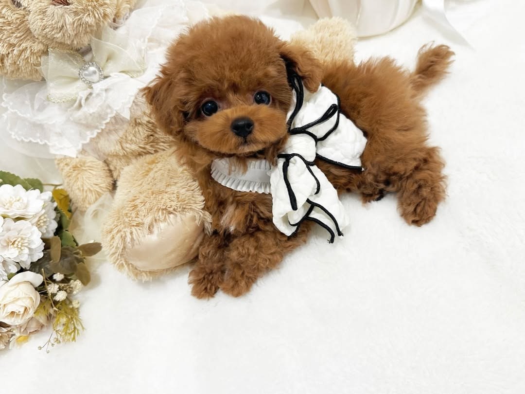 Cachorro de Caniche — ROZI — disponible en España
