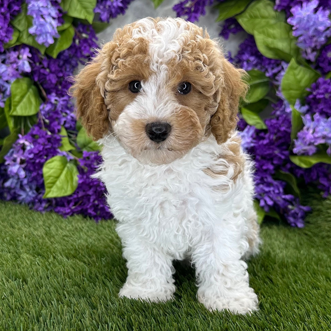 Cachorro de Caniche — ROBIN — disponible en España