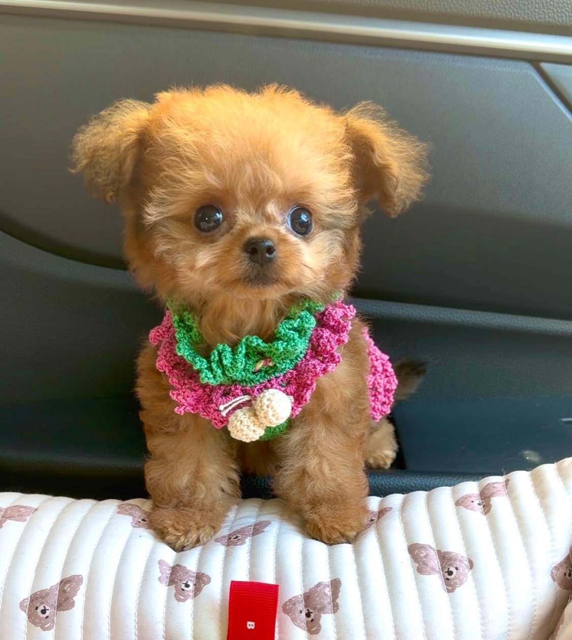 Cachorro de Caniche — NATI — disponible en España