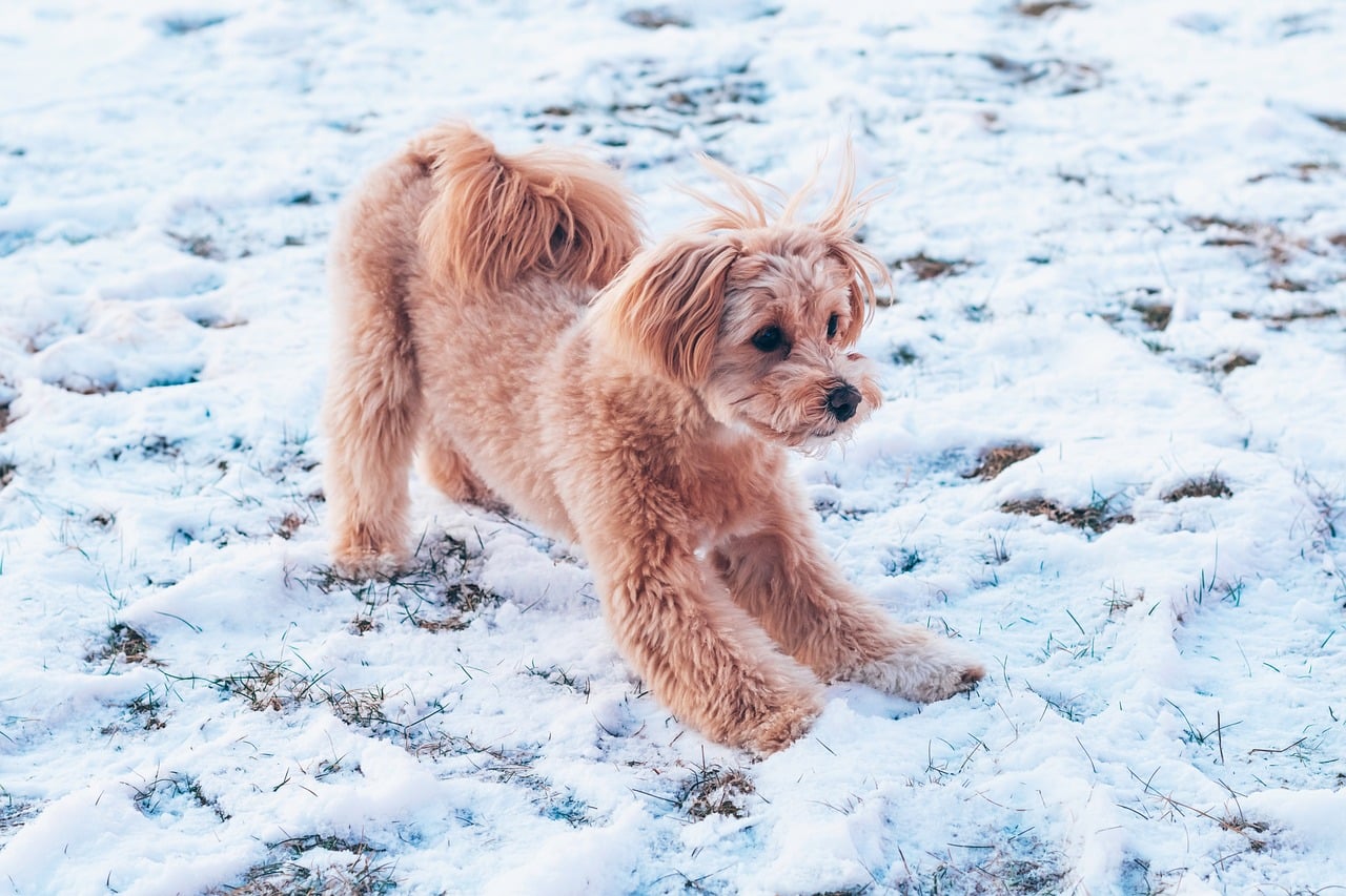 Maltipoo cachorro en venta