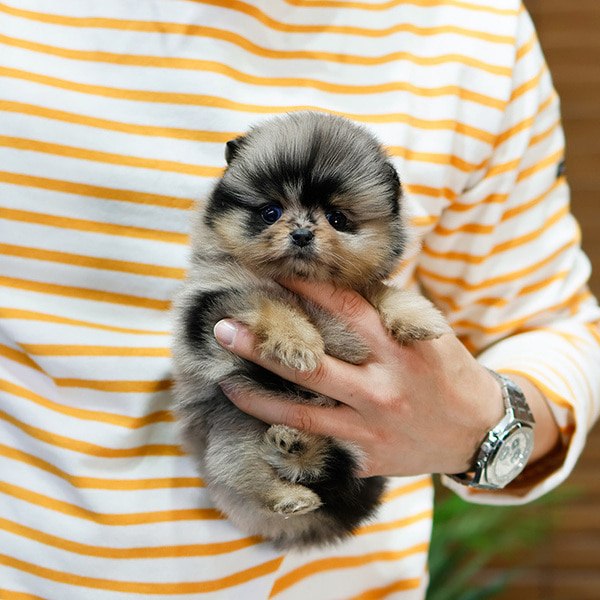 Cachorro de Pomerania Jojo - 10 semanas, macho
