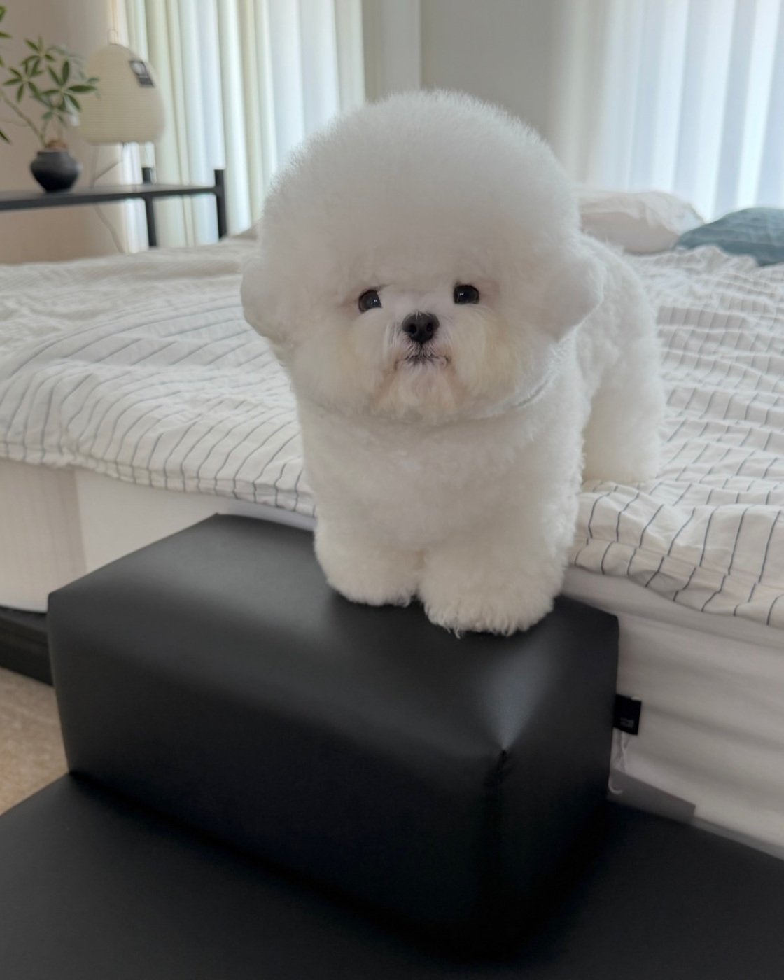 Cachorro 11 - cachorro de Bichón Frisé
