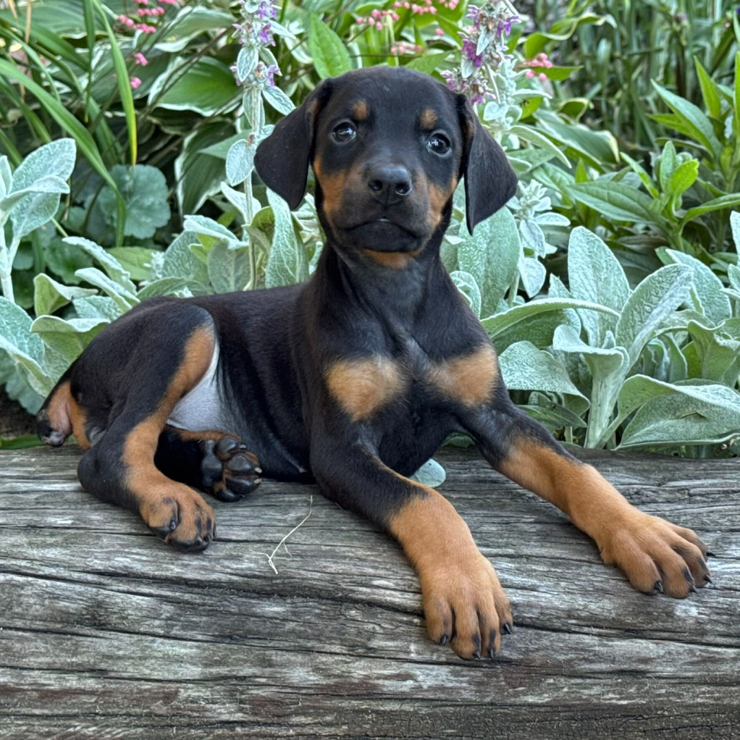 Doberman puppy Luna available vaccinated vet checked