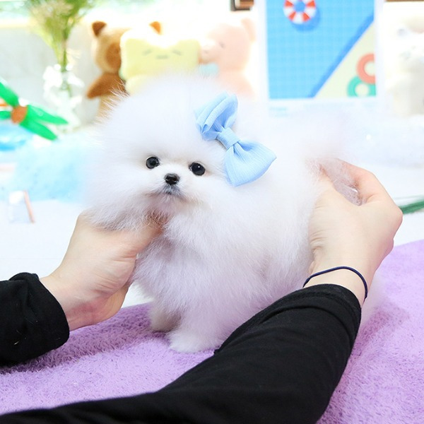 Cachorra de Pomerania Galrea - 11 semanas, hembra