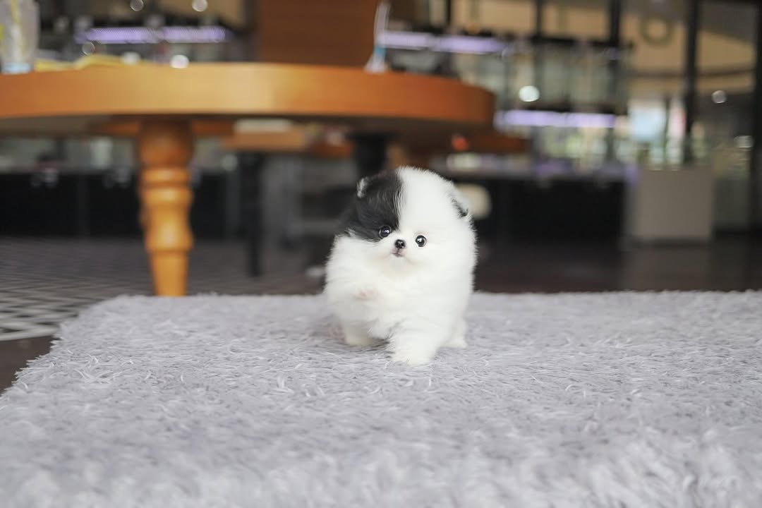 Cachorro de Pomerania DUDU - 11 semanas, macho