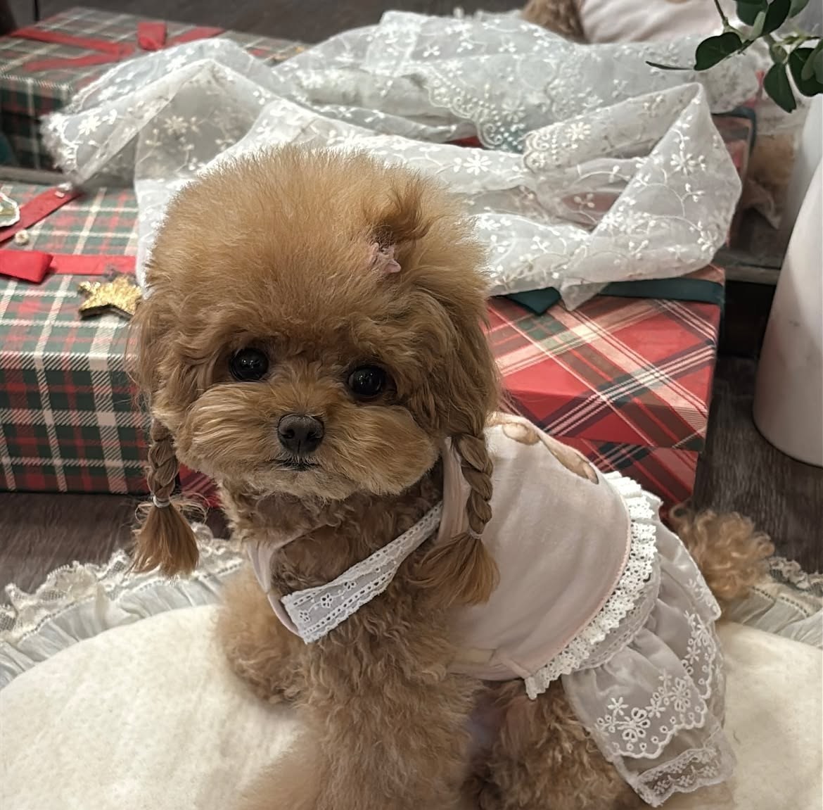 Cachorro de Caniche — EDDY — disponible en España