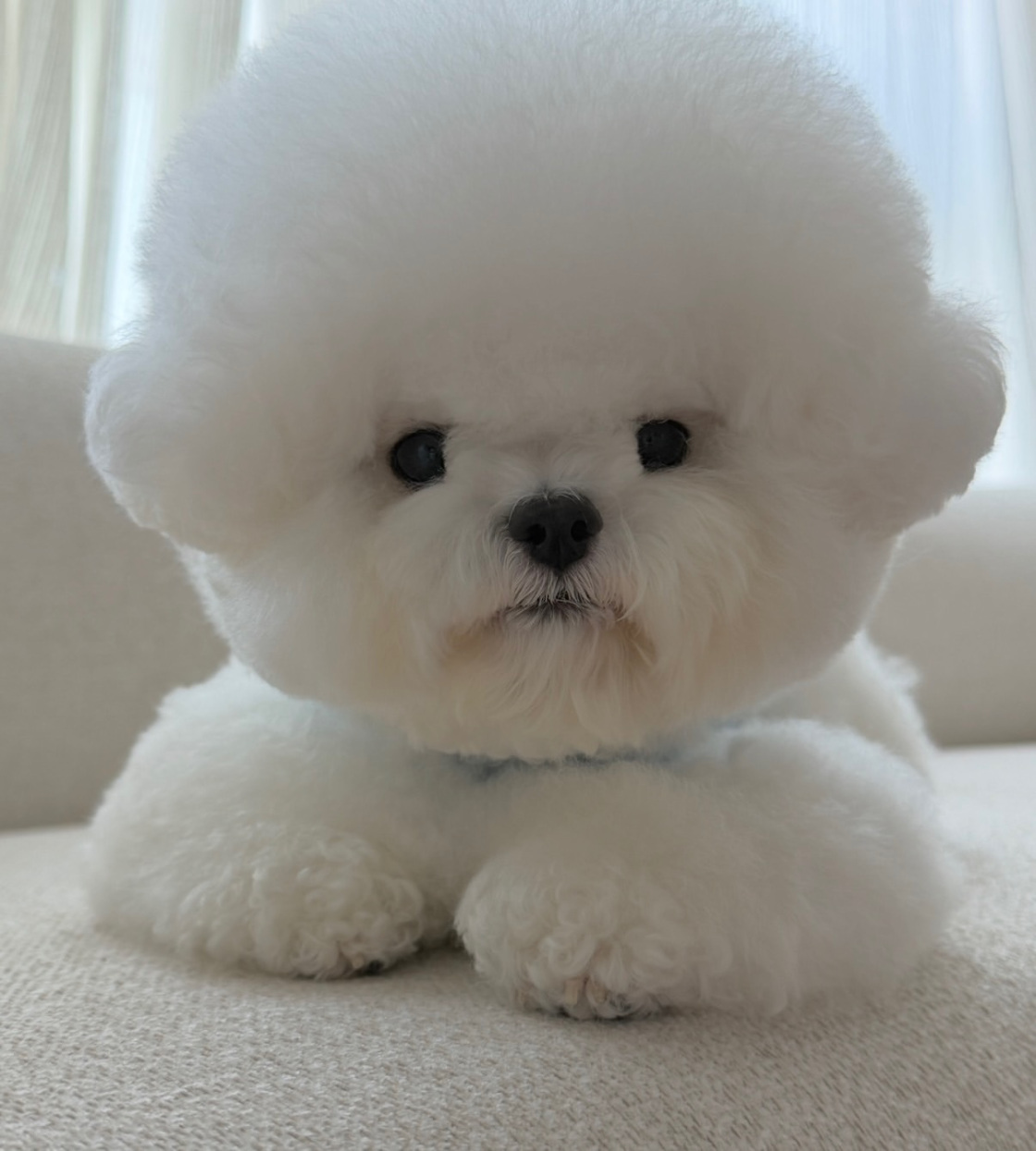 Cachorro 9 - cachorro de Bichón Frisé