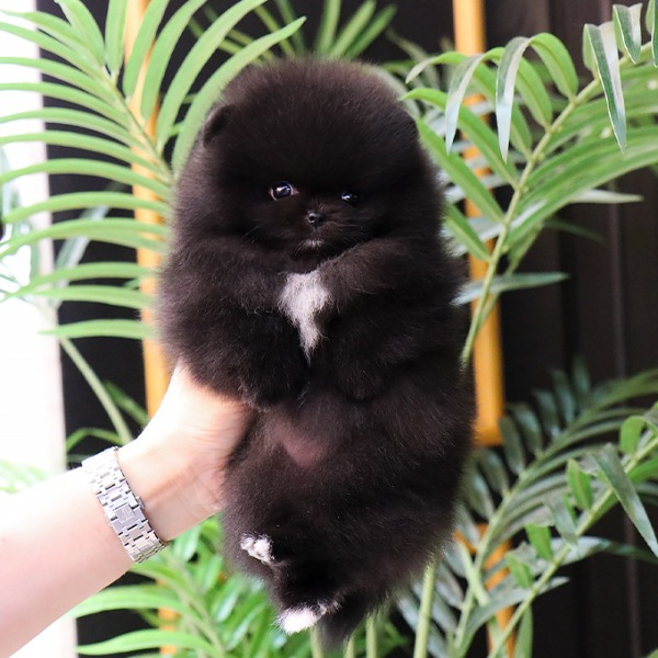 Cachorro de Pomerania Evita - 10 semanas, hembra