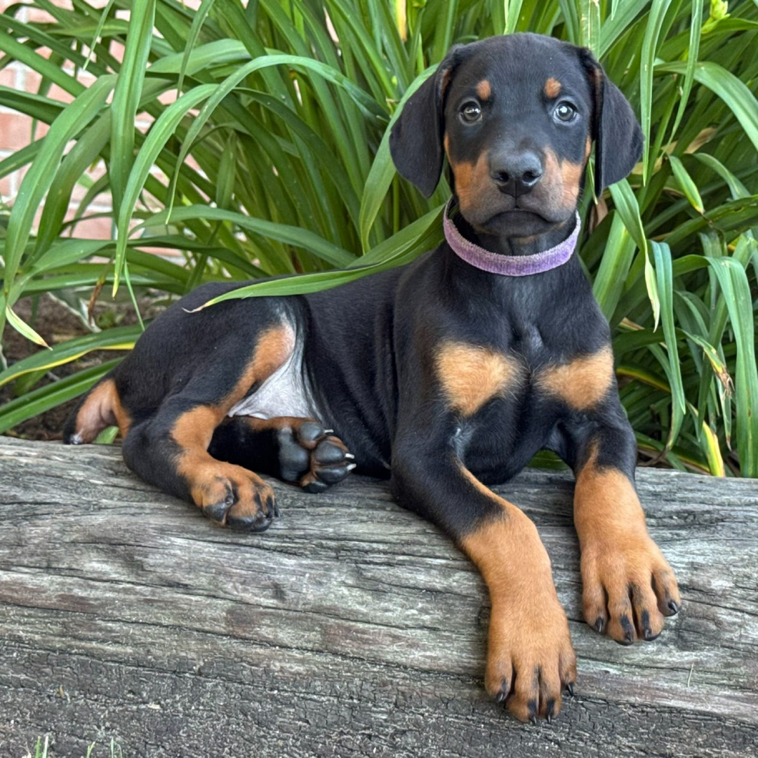 Doberman puppy Nova available vaccinated vet checked