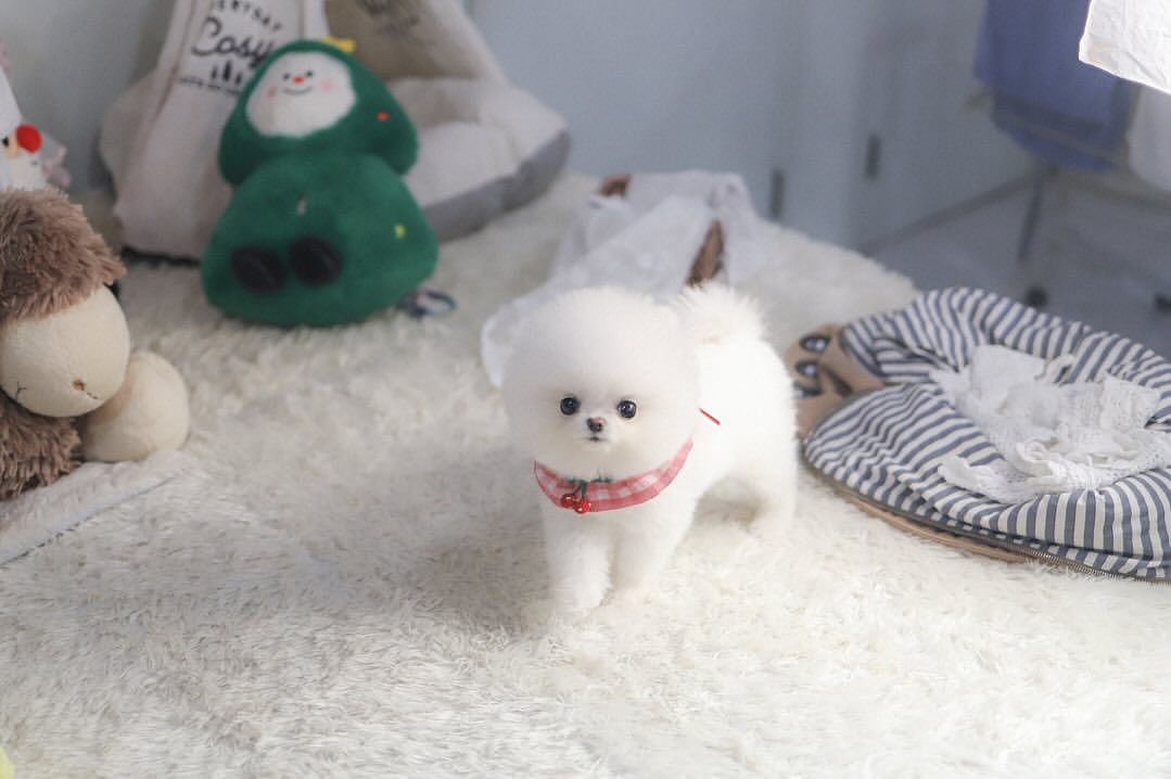 Cachorra de Pomerania Loreta - hembra
