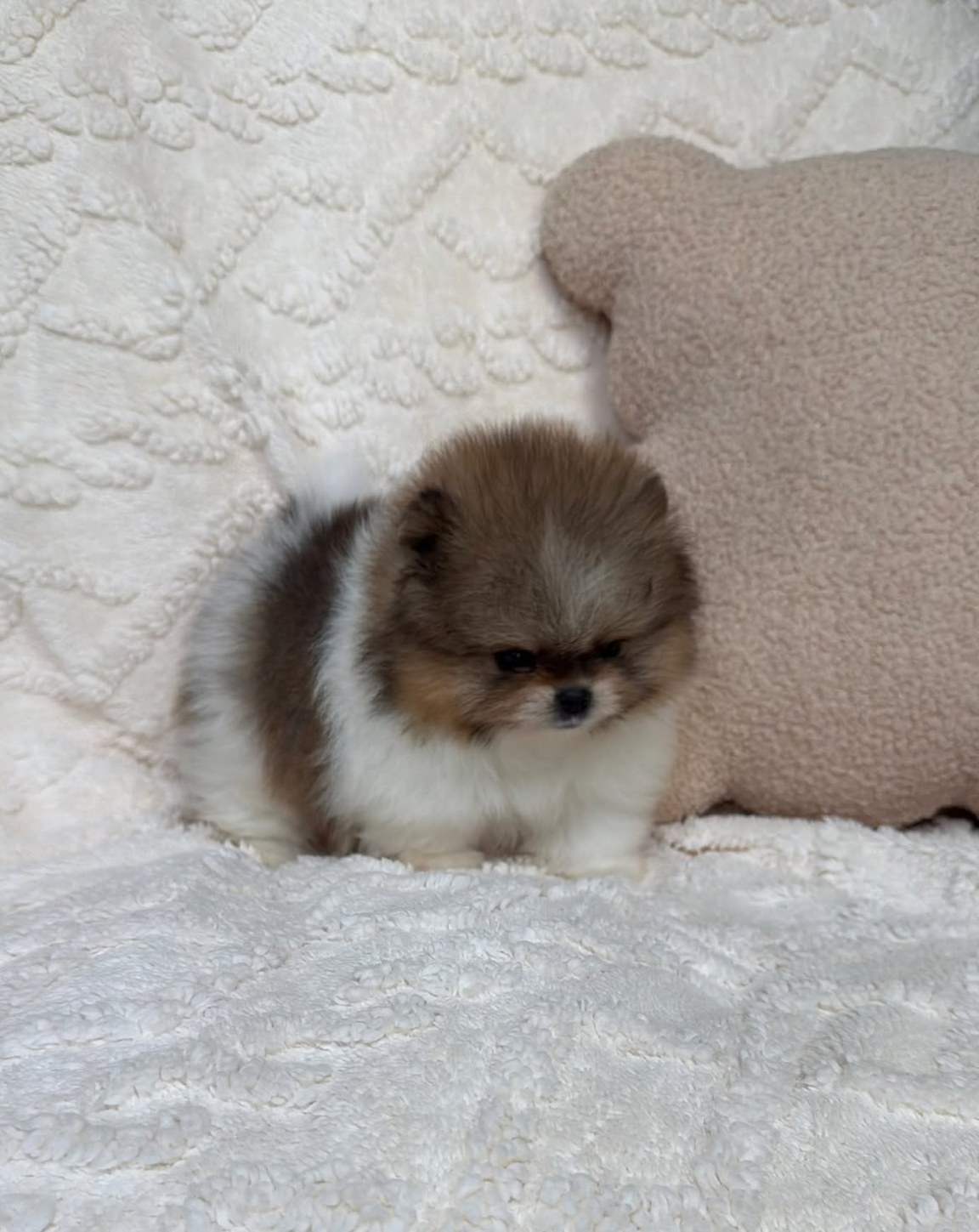 Cachorra/o de Pomerania FANY - detalles por confirmar