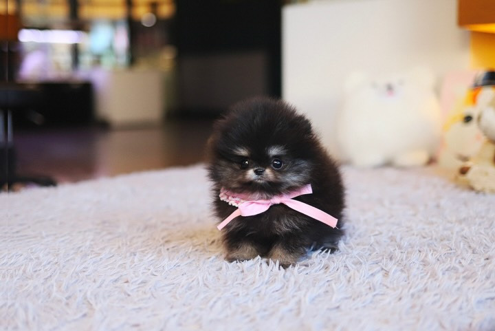 Cachorra de Pomerania NINA - 10 semanas, hembra