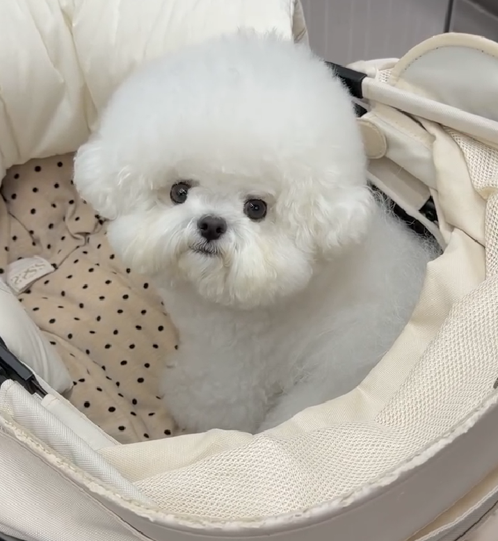 Cachorro 5 - cachorro de Bichón Frisé