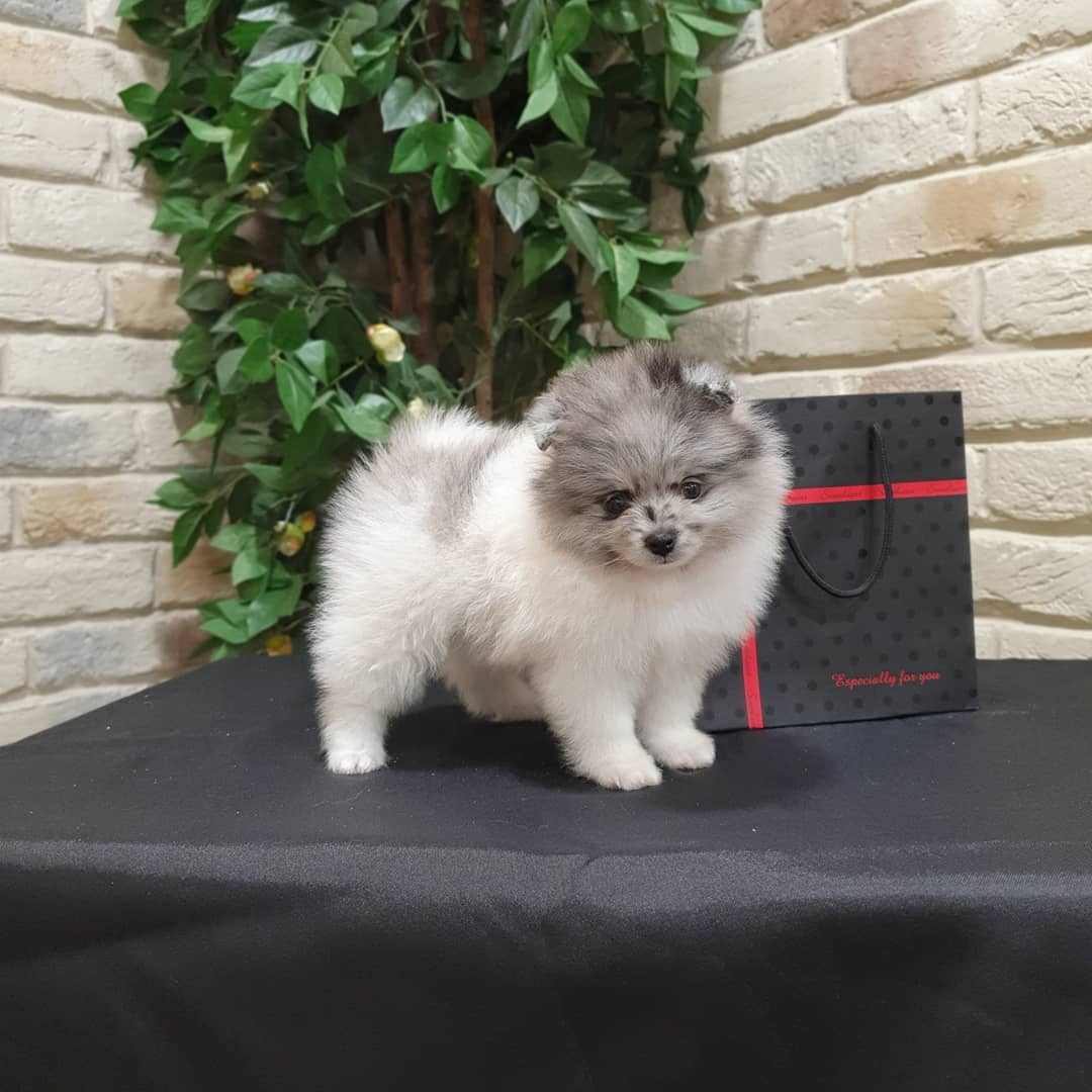 Cachorro de Pomerania Adam - 11 semanas, macho
