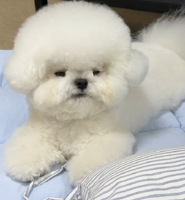 RONALD - cachorro de Bichón Frisé