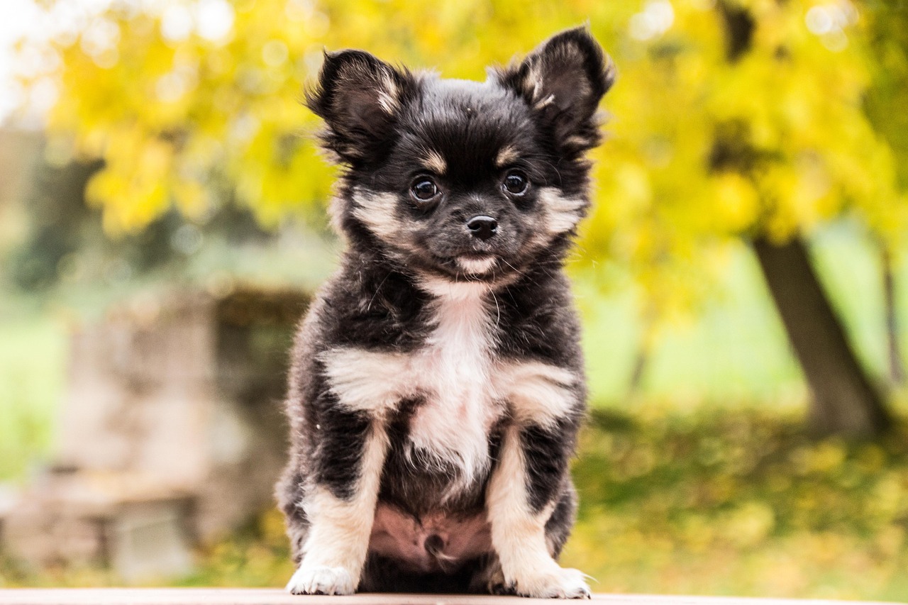 Chihuahua cachorro en venta