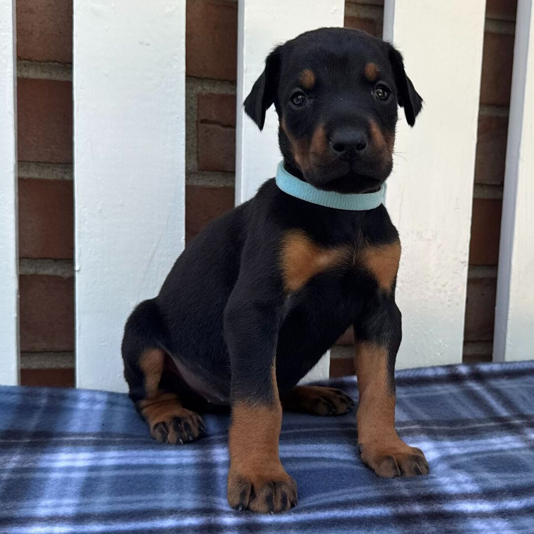 Doberman puppy Duke available vaccinated vet checked