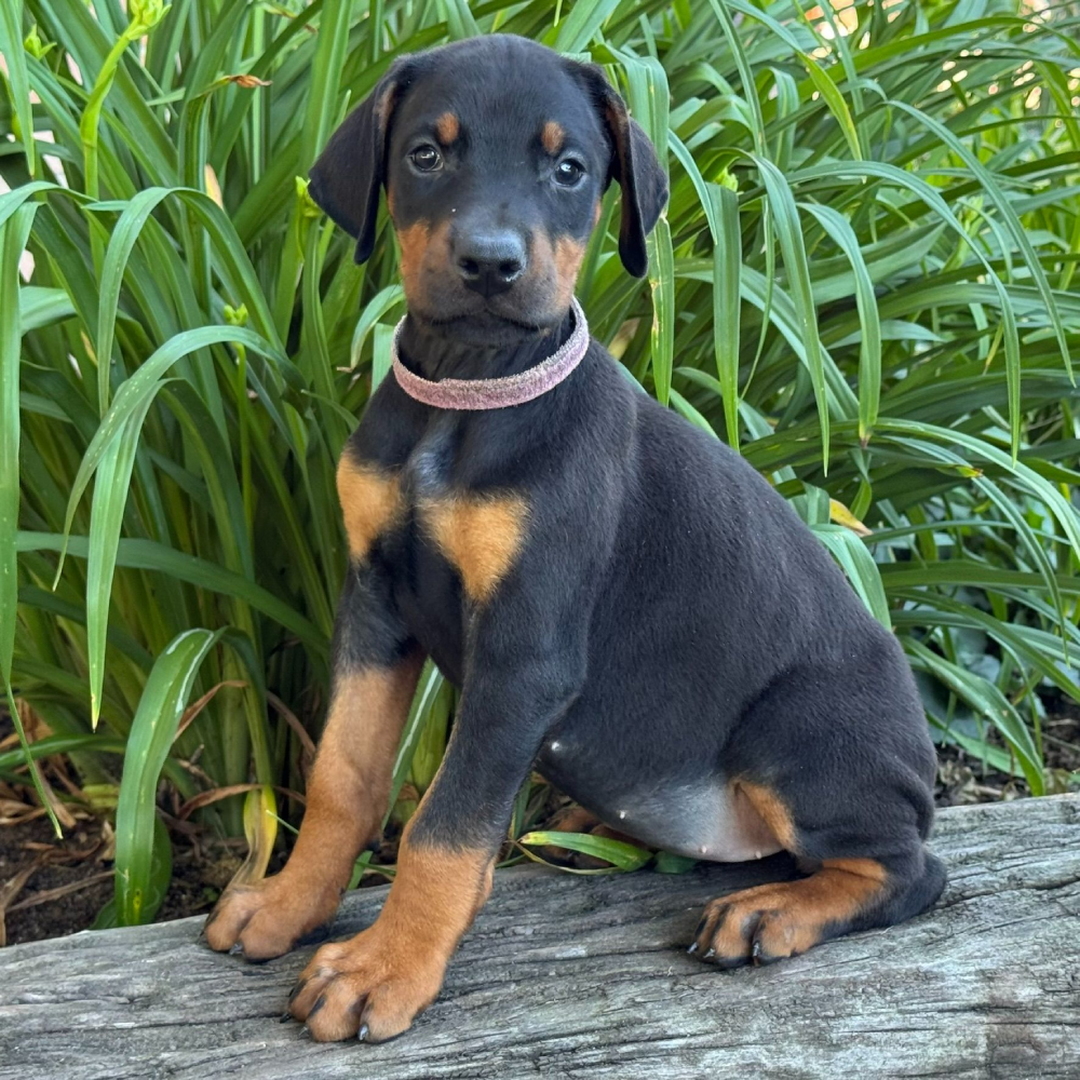 Doberman puppy Max available vaccinated vet checked