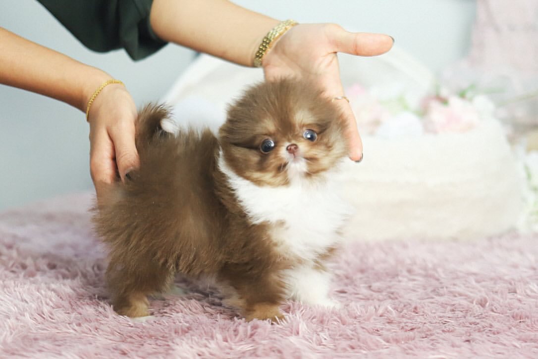 Cachorra de Pomerania Lizet - hembra