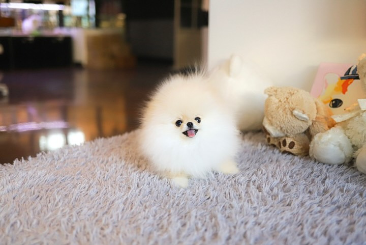 Cachorra de Pomerania LINDA - 10 semanas, hembra