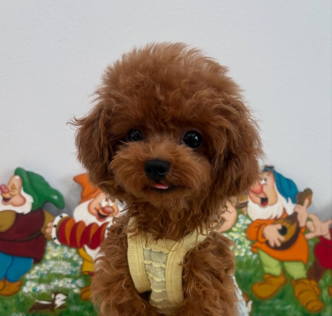 Cachorro de Caniche — CHICHI — disponible en España