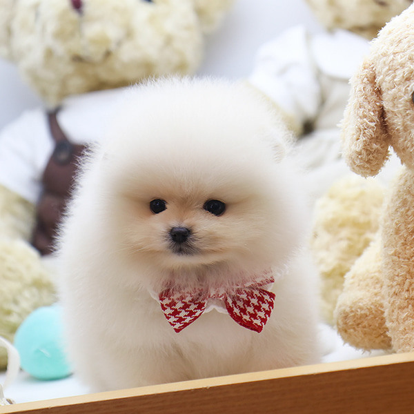 Cachorro de Pomerania Dama - 12 semanas, hembra