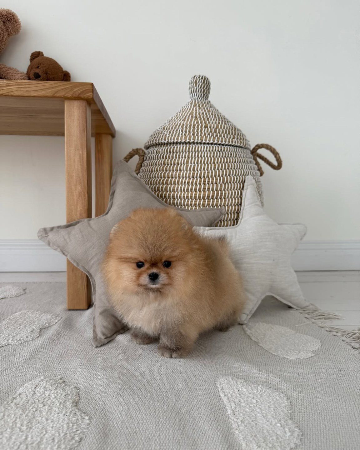 Cachorro de Pomerania JIKA - detalles por confirmar