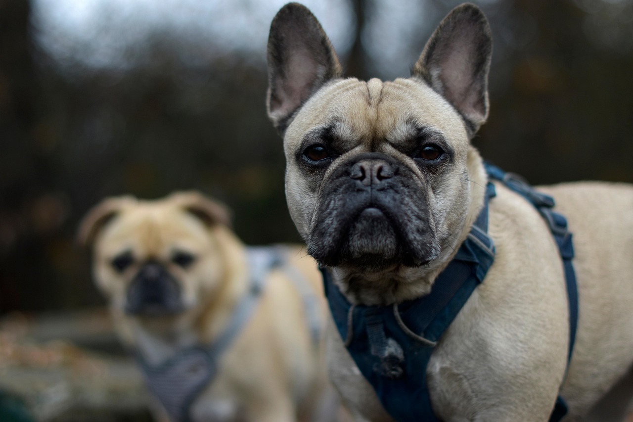 Bulldog Francés cachorro en venta