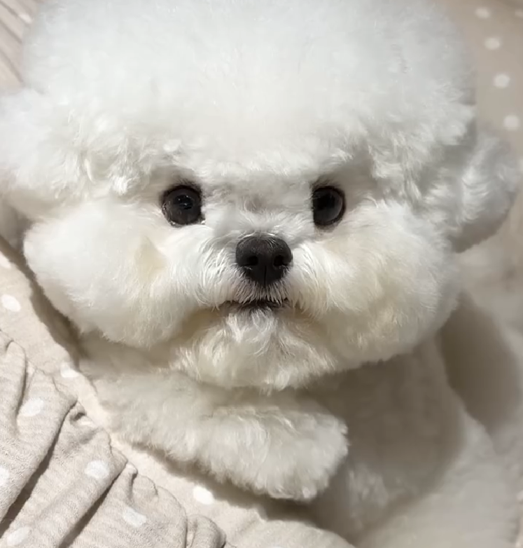 RITA - cachorro de Bichón Frisé