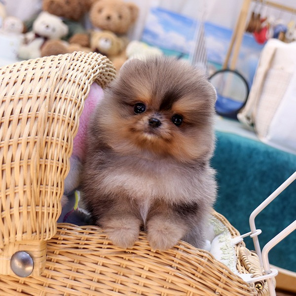 Cachorro de Pomerania Goyi - 12 semanas, macho