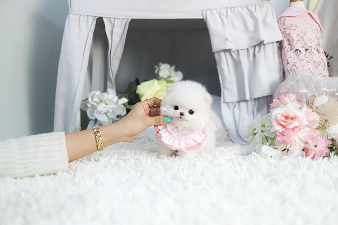 Cachorra de Pomerania SHIREL - 12 semanas, hembra
